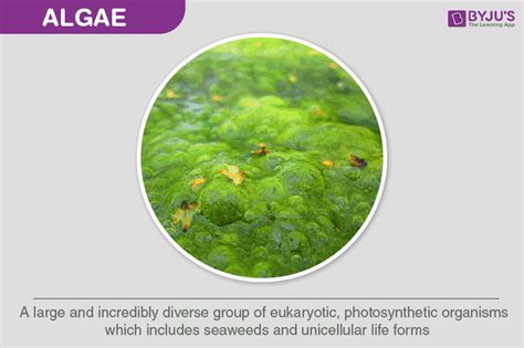 Algae General Characteristics Of Algae Reproduction In Algae Cell