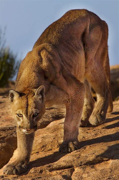 624 Best Images About Cougar Americas Big Cat On Pinterest Cats