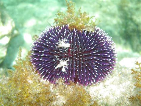 Фиолетовый морской еж (Sphaerechinus granularis ), морские беспозвоночные