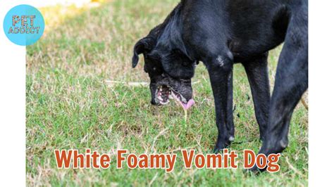 Dealing With White Foamy Vomit Dog Pet Addict