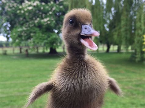 Pictures of khaki campbell ducklings. Khaki Campbell ducklings for sale | Billingshurst, West ...