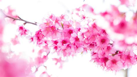 Spring Blossom Sakura Pink Flowers In White Background 4k 5k Hd Flowers