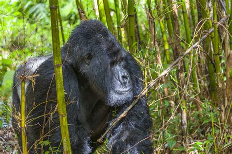 Guhonda The Largest Silverback Gorilla In Rwanda Stock Photo Adobe Stock