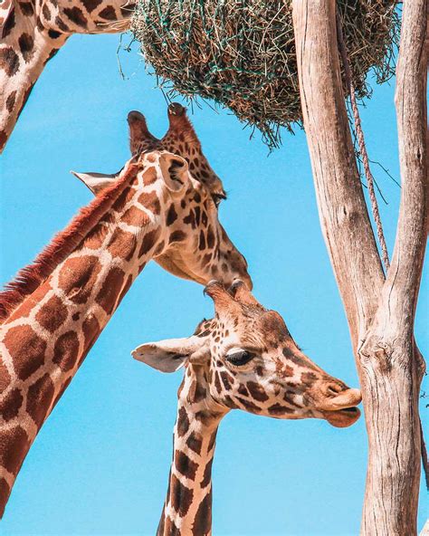 Celebrate World Giraffe Day And Help Save The Tallest Animal On Earth