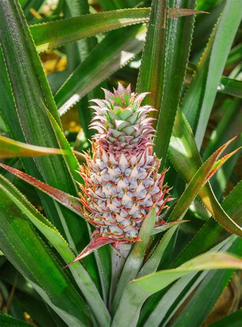 Pineapple Growing Instructions Healthier Steps