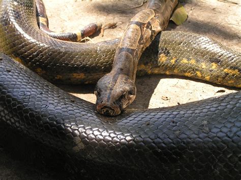 Anaconda Y Boa Constrictor A Photo On Flickriver