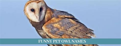 Best 300 Pet Owl Names Updated 2021 Zoological World