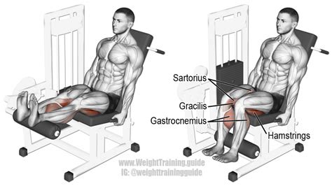 Seated Leg Curl Exercise Instructions And Video Seated Leg Curl Leg Curl Lower Body Workout