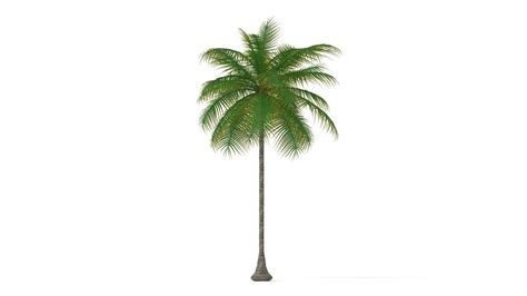 Palm Tree Flyingarchitecture