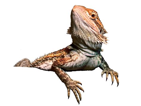 Bearded Dragon Png Images Transparent Free Download