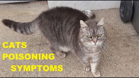 Unfortunately, you might not notice your cat or dog is acting. Cat Poisoning Symptoms - YouTube