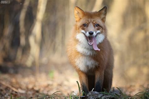 Fox Red Chasing Hunting Tired Tongue Foxes