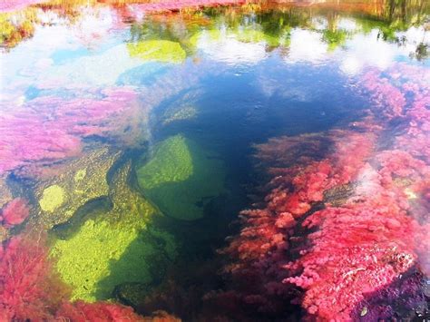 Caño Cristalesthe River Of Seven Colorsthe Liquid Rainbow