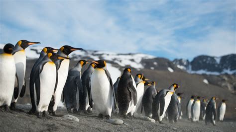 Penguin 4k Ultra Hd Wallpaper And Background Image 3840x2160 Id470311