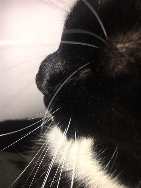 Black Young Cat Bump And Scab On Nose Bridge Thecatsite