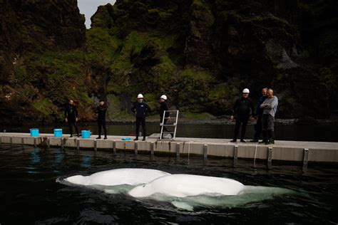 Watch Little Grey And Little White Beluga Whales Arrive At New