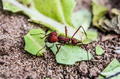 Aracno Garden Formigas já eram boas agricultoras antes dos seres humanos