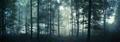 Misty Morning Forest Wallpapers Wallpaper Cave