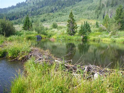 Beaver Ponds Leigh Lake And Moran Bay Grand Teton National Park Wyoming