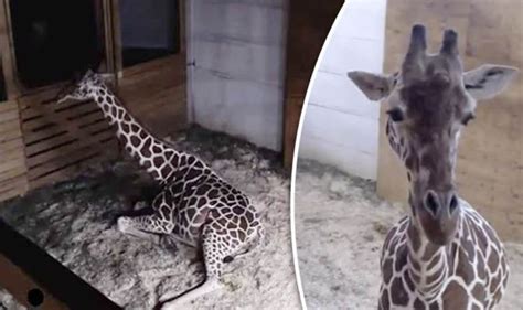 April The Giraffe Latest Cranky Pregnant Giraffe Kicks Vet On Live Feed Nature News