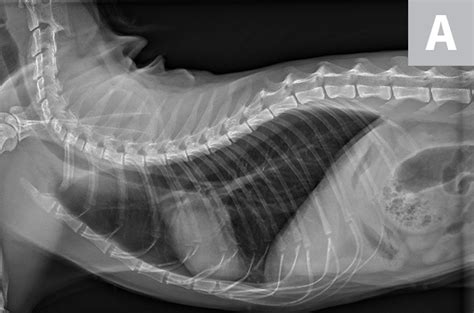Normal Feline Thorax Radiography