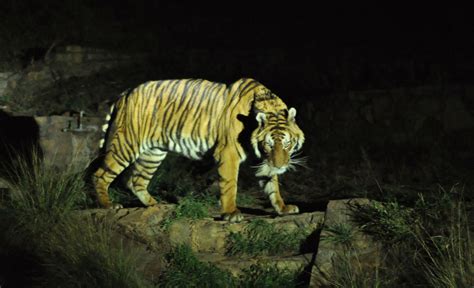 Afbeeldingsresultaat Voor Night Tiger Tiger Animals Rare