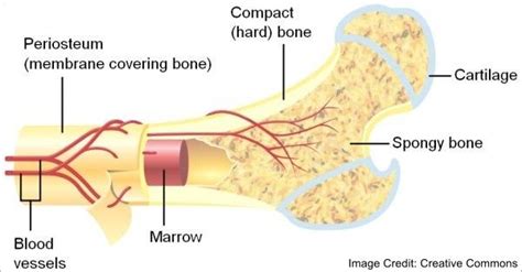 Bone structure clipart - Clipground