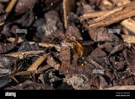 Dark Edged Bee Fly Bombylius Major Laying Eggs On Ground Tree Bark