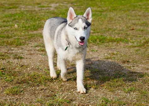 What Is A Miniature Husky And Why Does Everyone Want One K9 Web
