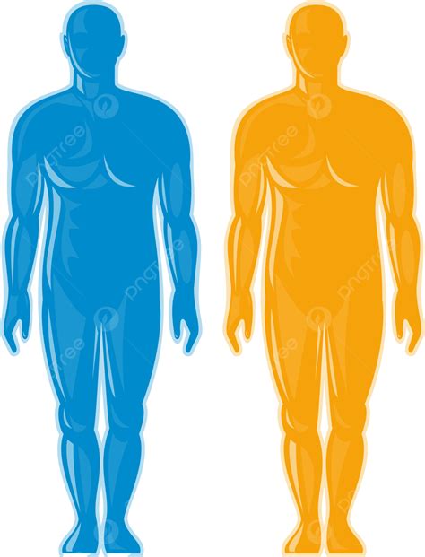 Masculino Anatomía Humana De Pie Frente Blanco Png Figura Cuerpo
