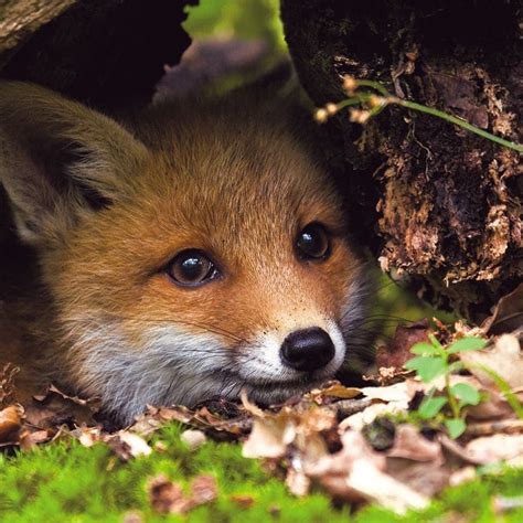 Domesticated Or Wild Foxes Are Both Cute And Resourceful