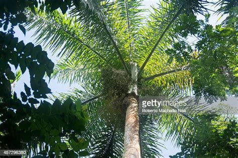 The Royal Palm Tree It Is The Cuban National Tree Roystonea Is A