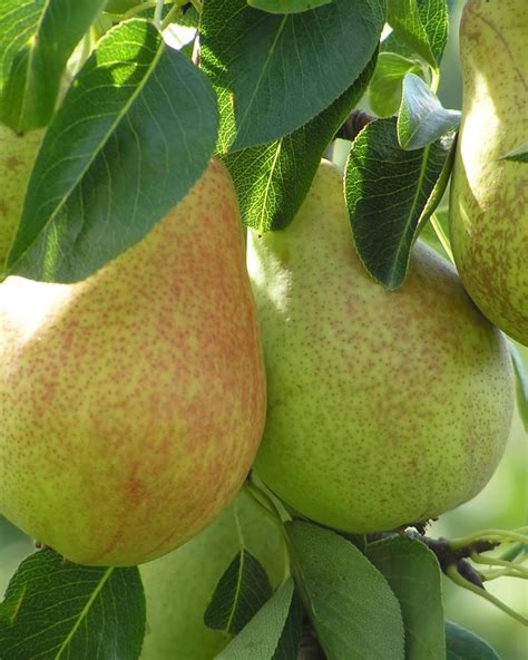 Comice Pear Pyrus Communis Doyenné Du Comice Fruit Trees