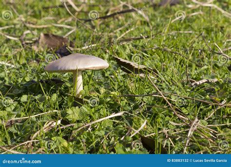 White Wild Mushroom In The Grass Stock Photo Image Of Macro Food