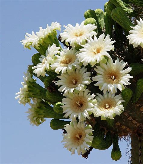 Saguaro Blooms Arizona State Flower Cactus Flower Blooming Cactus