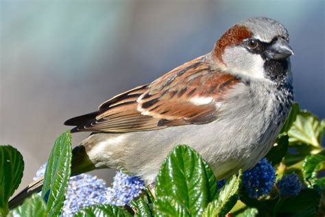 Pictures Of Sparrows