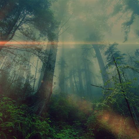 Forest Nature Tree Landscape Fog Mist Wallpapers Hd Desktop And