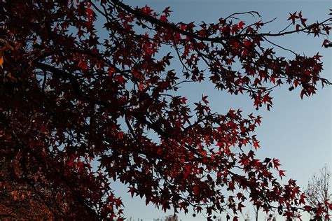 Maple Tree Branches Leaves Red Hd Wallpaper Peakpx
