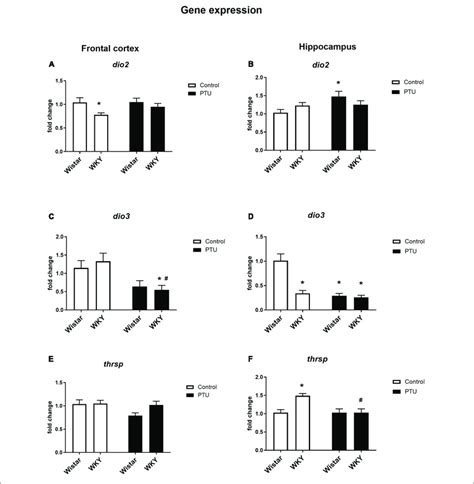 The Effects Of Strain And PTU Treatment On The Gene Expression Of
