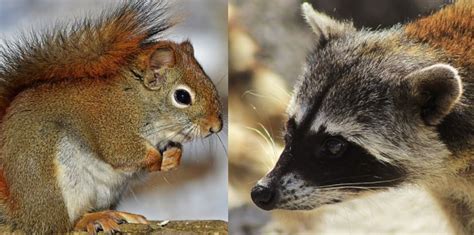 Squirrels Vs Raccoons Whats The Bigger Threat Regional Wildlife