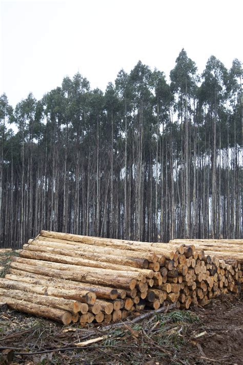 A Truly Renewable Resource Tasmanian Timbers Sustainability Journey