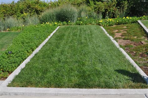 How to care for dwarf fescue. BioTurf Dwarf Fescue Mix