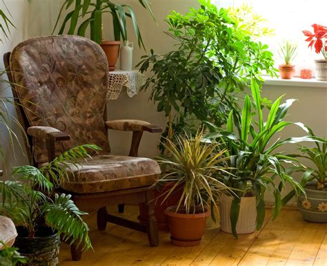 Living Room Houseplants Tips On Growing Plants In The