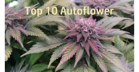 Top 10 Autoflower Strains Autofarmboy