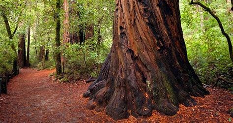 Exploring The California Redwoods From Santa Cruz Calif