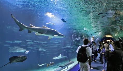 Aquarium Virtual Tour Explore Europes Largest Aquarium Online