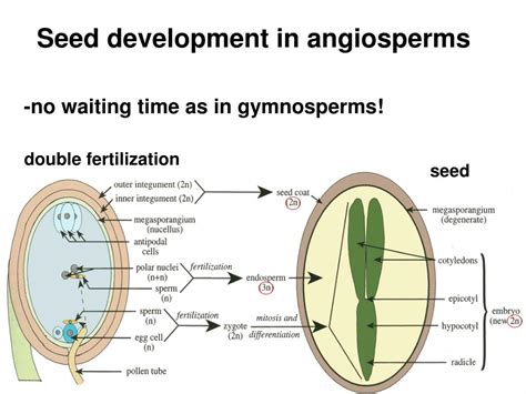 What Is The Difference Between Angiosperms Gymnosperms And Seedless Plants