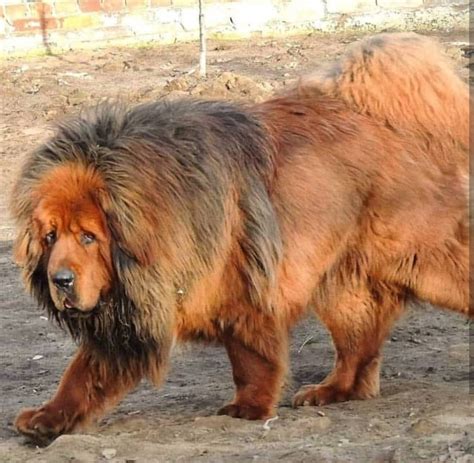 17 Pictures Of Tibetan Mastiffs You Will Be Scared The Paws