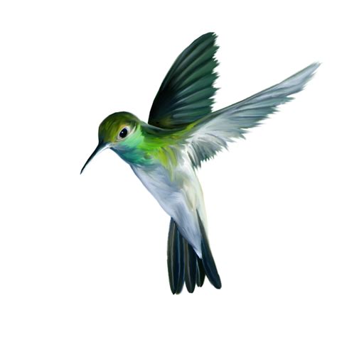 Download Free Hummingbird Svg Png Free Svg Files Silh
