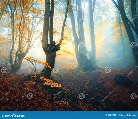 Fairy Forest In Fog Fall Woods Enchanted Autumn Forest Stock Image